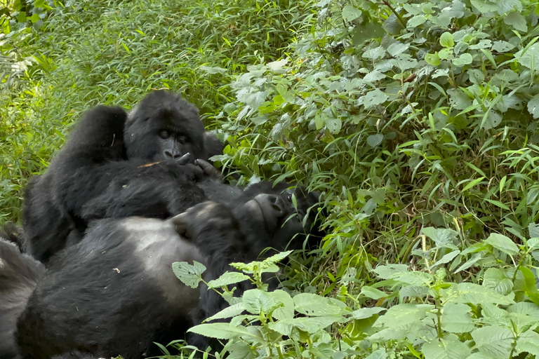 1-Day Rwanda Gorilla Trekking Volcanoes National Park