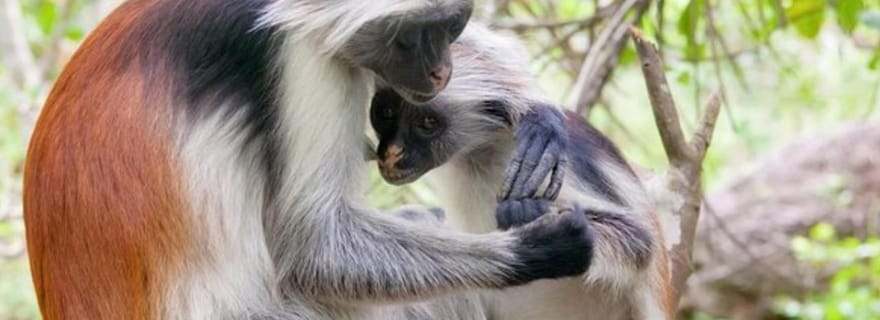 Zanzibar : forêt de Jozani, plage de Nakupenda et visite de Stone Town