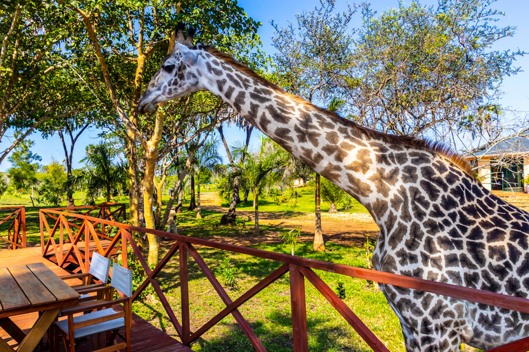 Exploring Nature's Treasures: A Private Day Trip in Diani Exploring Nature's Treasures: A Day Trip in Diani