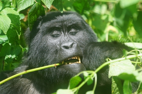 3-dniowa wycieczka tropem goryli do lasu BwindiWycieczka prywatna i grupowa