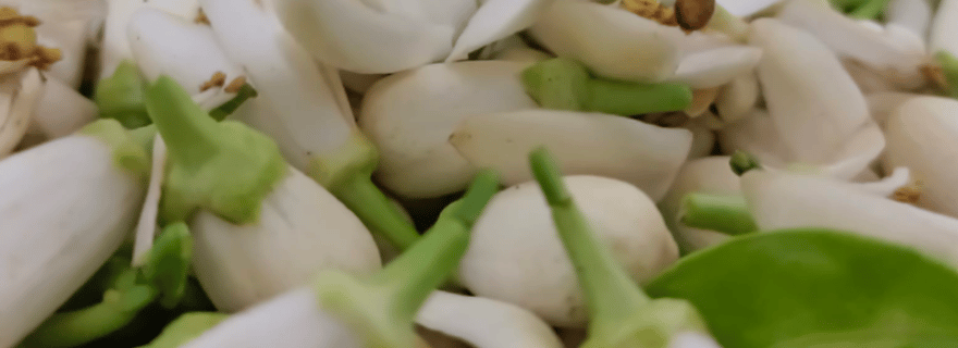 Hammamet : atelier de distillation de rose et de géranium