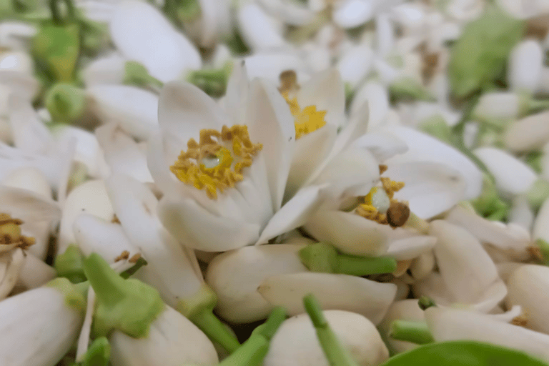 Hammamet: Workshop zur Destillation von Rosen und Geranien