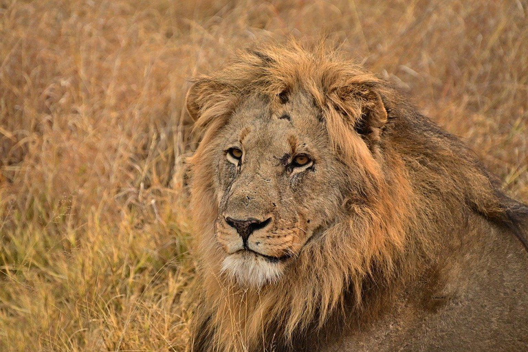 MIKUMI NATIONALPARK TAGESTOUR AB SANSIBAR