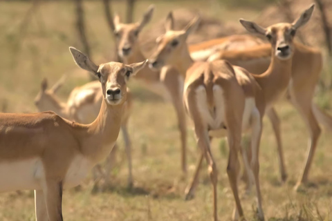 Aldea Bishnoi: recorrido de safari