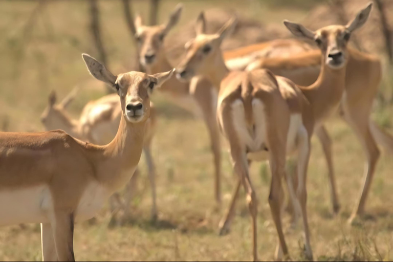 Aldea Bishnoi: recorrido de safari