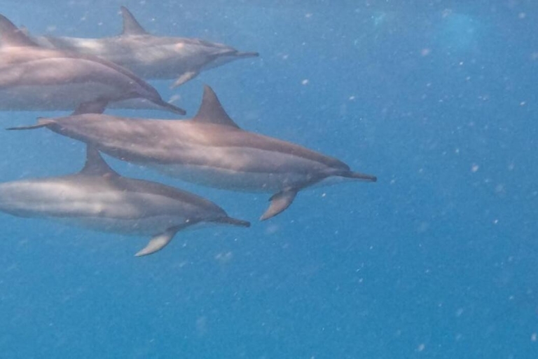 Benitiers Island: Dolphin Watching, Snorkeling & BBQ Lunch