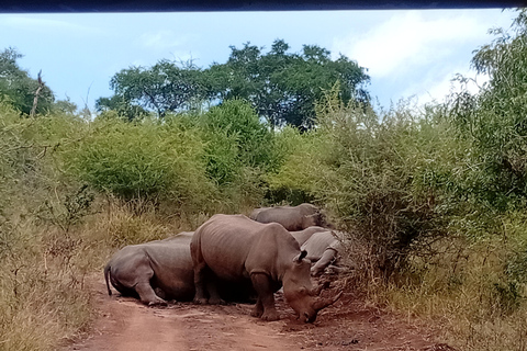 Eswatini: Rhino Walk in Hlane Royal National Park