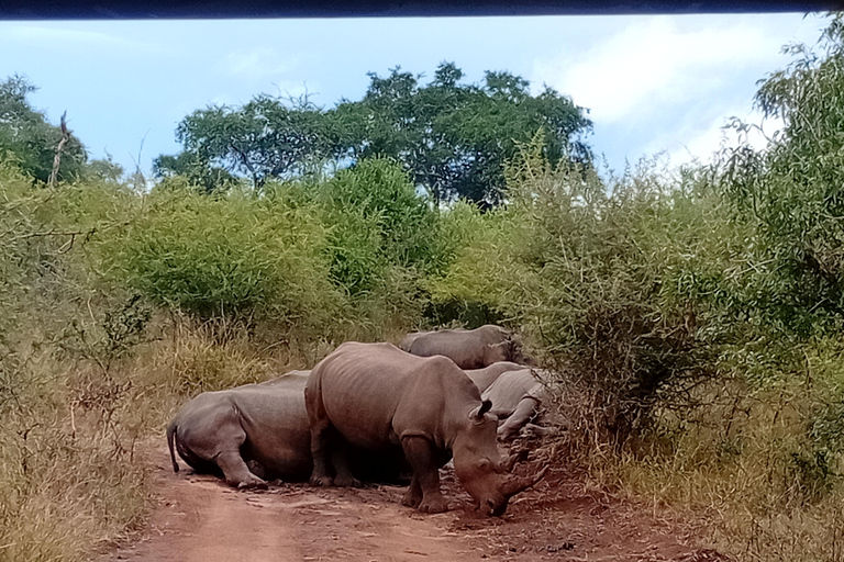 Eswatini: Rhino Walk in Hlane Royal National Park