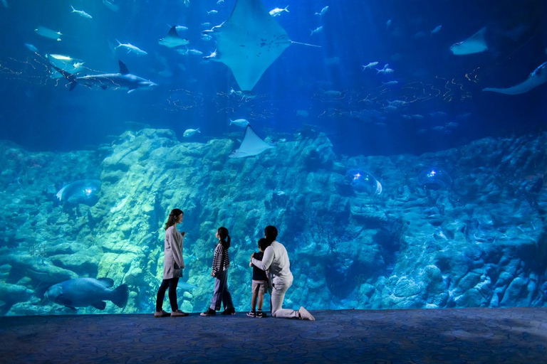 Hong Kong: Ocean Park Panda Visit Entry Ticket with Transfer Ocean Park (with ticket and transfer)