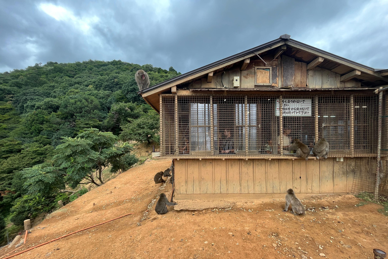 Kyoto: Arashiyama Affenpark, Bambuswald und Tempel