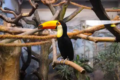 Ingresso sem fila para o Jardim Zoológico de Varsóvia com transporte privado
