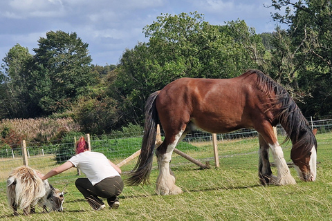 Stirling: Harmony Fields Animal Sanctuary Guided Tour