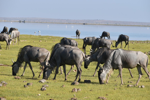 Vanuit Nairobi: 4-daagse safari naar Amboseli Tsavo West &amp; East