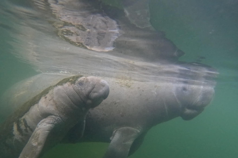 Crystal River: Guided Manatee Tour Heated Boat Free Photos