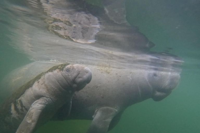 Crystal River: Guided Manatee Tour Heated Boat Free Photos