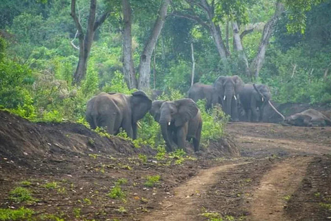 Chebera Churchura: Wildtiere &amp; malerische Ausblicke 4-tägige TourChebera Churchura: 4-tägige Tour mit Wildtieren und tollen Aussichten