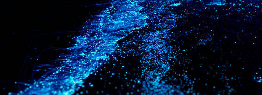 Excursion de snorkeling bioluminescent à Klein Bonaire