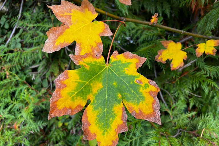 Vancouver: Tour degli alberi parlanti di Stanley Park