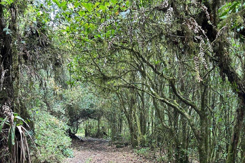 From San José: Poás Volcano,Local Coffee Farm & Birdwatching Poas volcano active crater, la Paz Waterfall & birdwatching