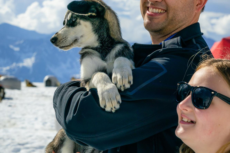 Area di Anchorage: Tour in elicottero e slitta trainata da cani sui ghiacciaiTour in slitta trainata dai cani e in elicottero con atterraggio extra
