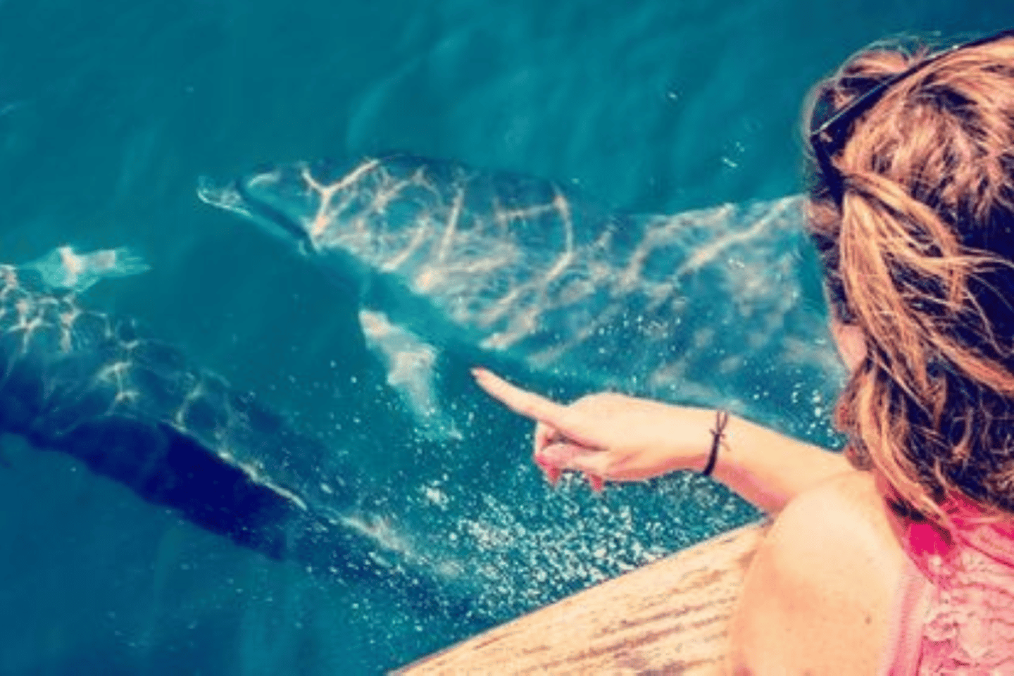 Preveza: Delfinbeobachtungskreuzfahrt mit Mittagessen und Getränken