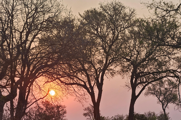 Tour particular de safári: Parque Nacional de Pilansberg Big 5