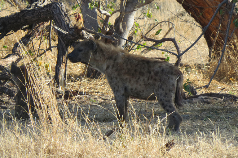Cataratas Victoria, Hwange y Chobe: safari económico de 7 días