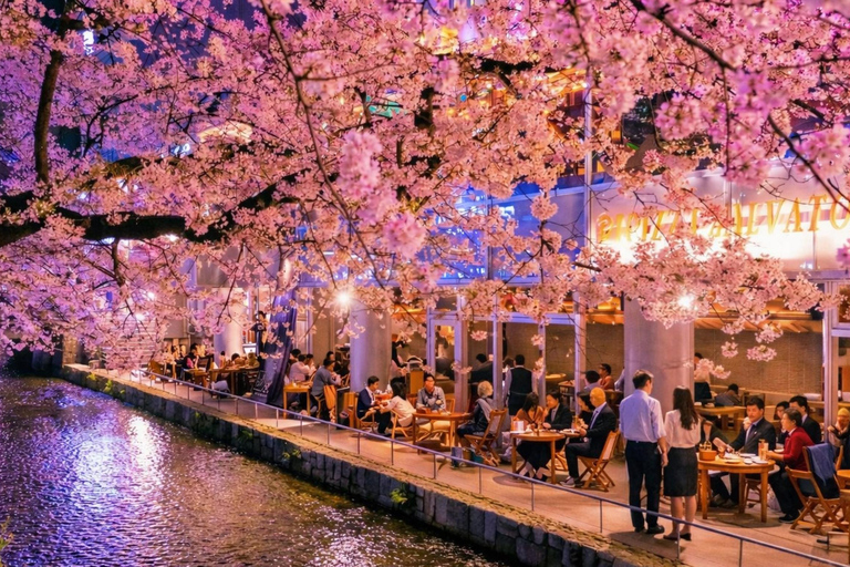 Limited Kyoto Evening: Sakura, Sake & Night Festival Vibes Package A: Cherry Blossom Limited - Sakura Drinking Party