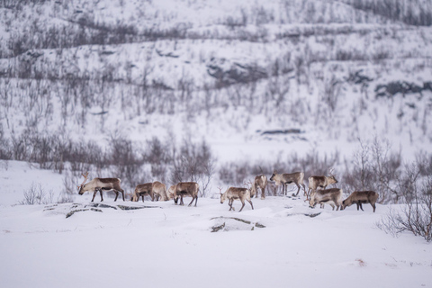 Abisko: Guided Arctic Snowshoe Hike with Photos & Snacks