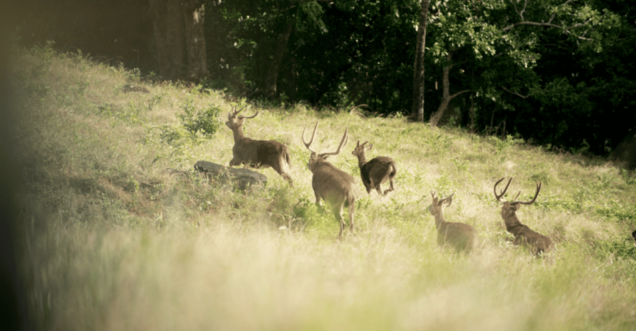 Mauritius: Bel Ombre Nature Reserve Buggy Tour photo 2