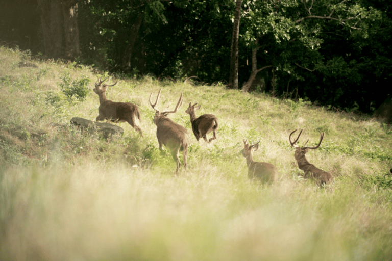 Mauricio: Excursión en Buggy por la Reserva Natural de Bel Ombre