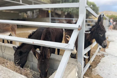 Cypriot Traditions and Donkey Adventures