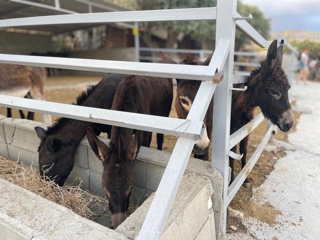 Ayia Napa, Protaras, Larnaca, Limassol: Donkeys & Traditions