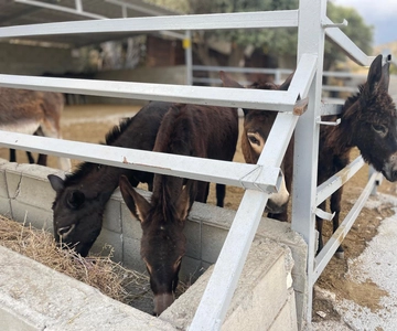 Cypriot Traditions and Donkey Adventures