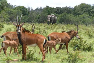 Day Trips and Tours from Mombasa
