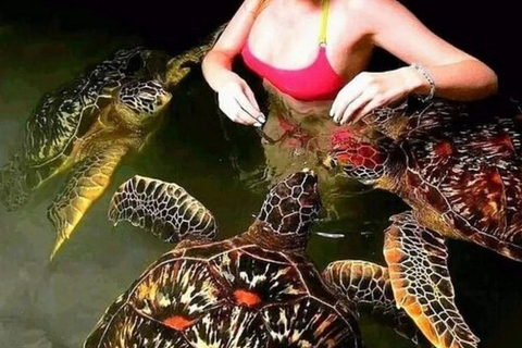 Zanzibar: Mnemba Dolphin Swim, Turtle Aquarium & Beach Trip TOUR WITHOUT HOTEL TRANSFER(PICK UP AND DROP OFF)