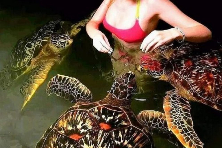 Zanzibar: Mnemba Dolphin Swim, Turtle Aquarium & Beach Trip TOUR WITHOUT HOTEL TRANSFER(PICK UP AND DROP OFF)