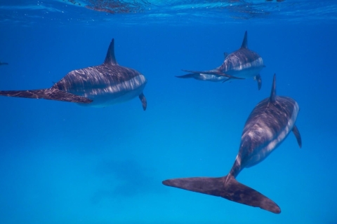 Marsa Alam: Sataya Reefs Dolphin Snorkel Cruise z lunchem