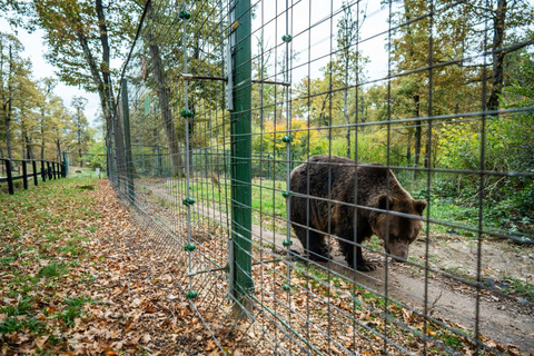 Brasov: Bear Sanctuary with Guaranteed Entry & Transfer