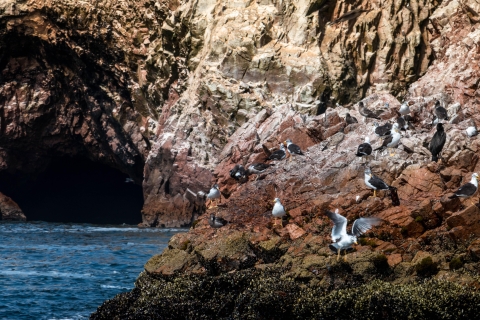 Desde Paracas: Observación de la fauna marina de la Isla Ballestas
