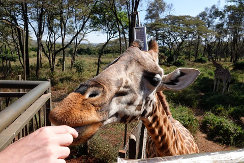 Nairobi: Giraffe Center And Karen Blixen Tour Giraffe Centre, Elephant Orphanage And Karen Blixen