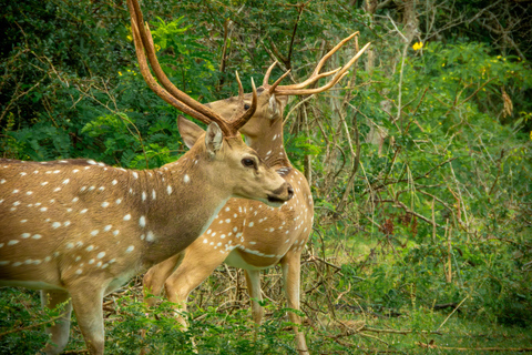 Yala: Expert Naturalist Safari, All-Inclusive & Dining Colombo, Katunayake, Negambo Area