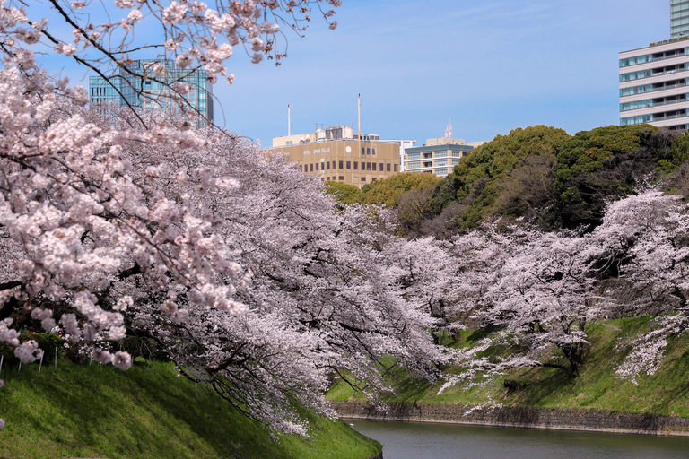 Tokyo: Cherry Blossom E-Bike Tour with Guide