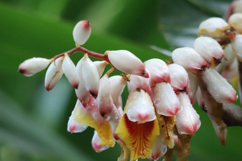 ZANZIBAR: Spice Farm Tour + Lunch & Prison Island Boat Trip