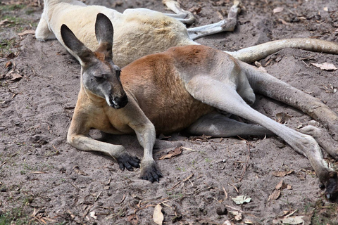 Perth: Caversham Wildlife Park & Swan Valley Tour