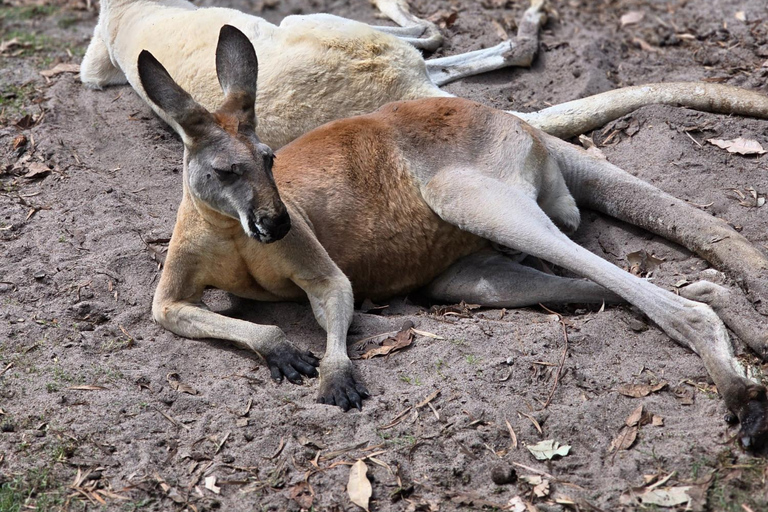 Perth: Caversham Wildlife Park & Swan Valley Tour