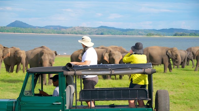 From Sigiriya: Minneriya National Park Elephant Jeep Safari