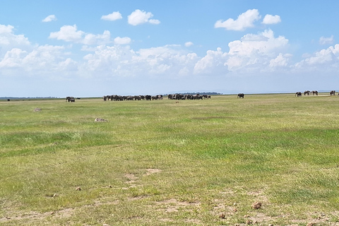 Nairobi: Amboseli National Park Tagestour mit PirschfahrtenSolo Nairobi: Amboseli National Park Tagestour