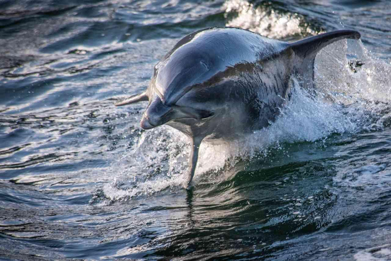 Tour di un giorno intero e crociera Premium nel Milford Sound