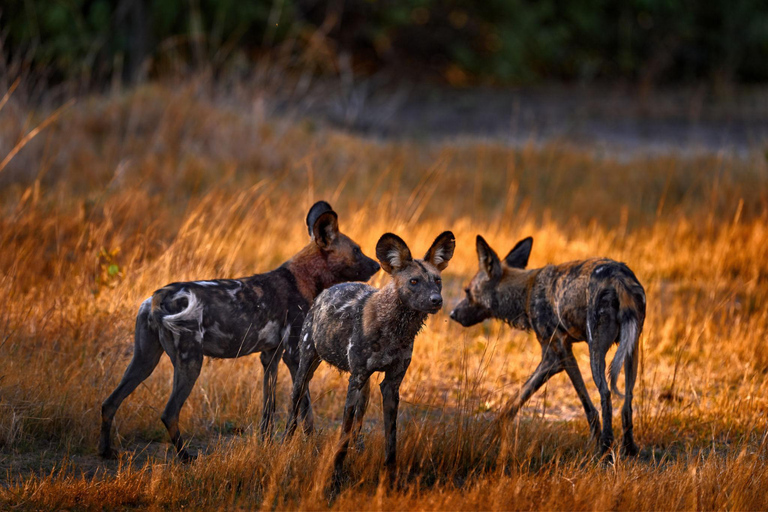 Botswana: Savuti, Khwai, & Moremi 7-Day Mobile Safari